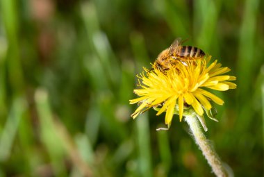 Arılı karahindiba. Kapat..