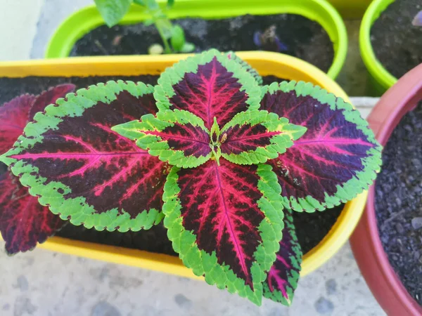 red and black leaves of the house plant in the garden