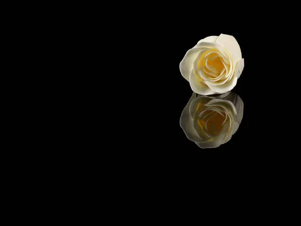 white roses isolated on black background