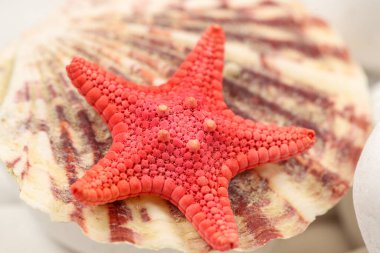 Deniz yıldızı ve beyaz kayalıklardaki deniz kabukları