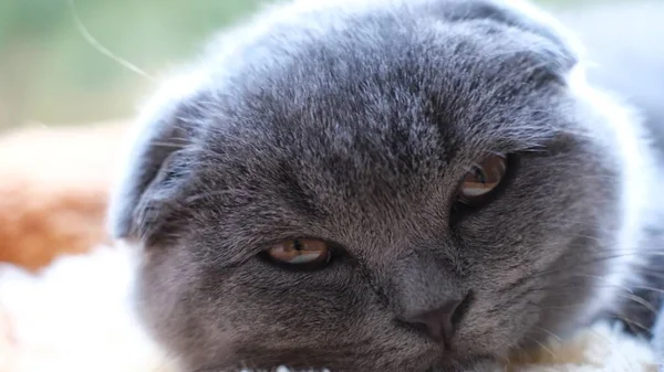 Porträt Eines Schläfrigen Britischen Tabby Kätzchens Das Die Augen Schließt — Stockfoto