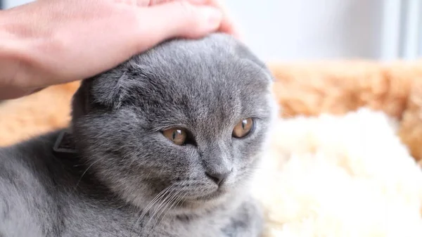 一个女人的手抚摸着躺在床上睡着了的小猫 漂亮的小猫4K视频 — 图库照片