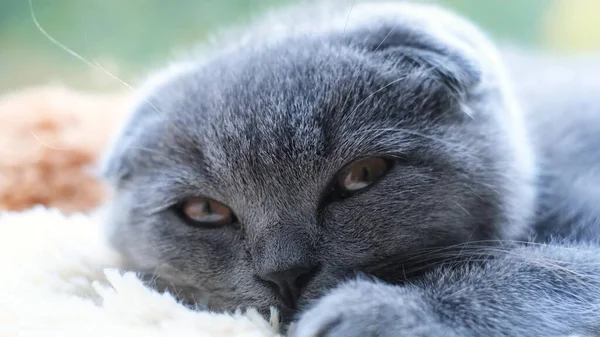 Gray Tabby Cat Lies Bed Falls Asleep Beautiful Kitten Close — Stock Photo, Image