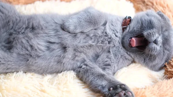 美しい小さなスコットランドの猫のあくび 彼はベッドの上に横になり 眠りに落ちる 4Kビデオ — ストック写真