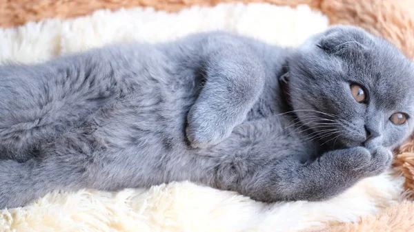 Posteli Líně Leží Šedá Skotská Kočka Pojem Relaxace Krásná Kočka — Stock fotografie