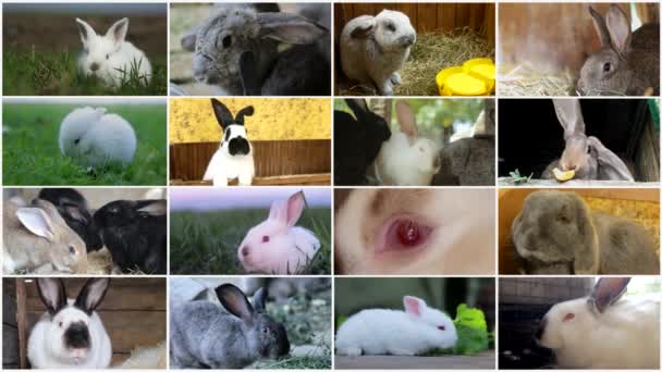 Wieloekranowy Montaż Królikach Wiele Pięknych Filmów Zwierzętach Wideo — Wideo stockowe