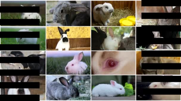 Evcil Tavşanlarla Ilgili Bir Videonun Montajı Sırasında Ekran Çiftlikteki Hayvanlar — Stok video