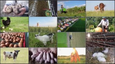 Tarımsal konularla ilgili 16 video içeren video duvarı. Tarlada ve çiftlikte çiftçilerin mevsimlik işleri
