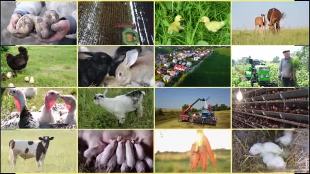Una Pantalla Con Vídeos Conmovedores Sobre Vida Agricultor Animales Plantas — Vídeos de Stock