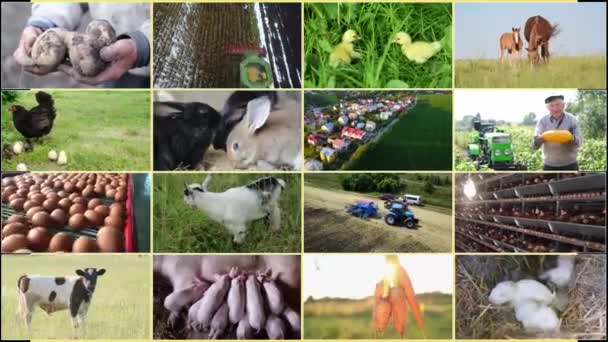 Zemědělská Videostěna Zaměstnanci Kteří Pracují Zemědělství Chovu Zvířat Pěstování Ovoce — Stock video