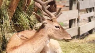 Yetişkin erkek geyik, gür boynuzları ile hayvanat bahçesinde yerde yatan besleyicinin yanında dinleniyor. Sinekleri kovmak için başını sallıyor..