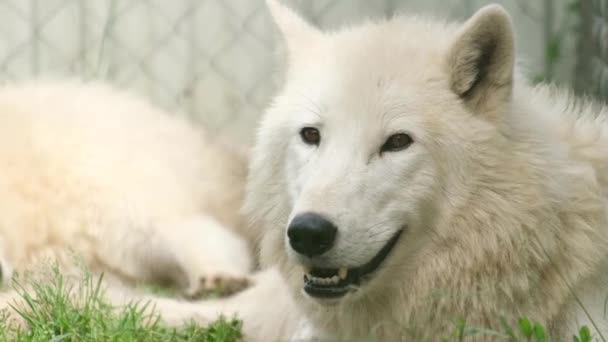 마리가 일광욕을 즐기고 있습니다 늑대의 사진입니다 동물원에서 선택적 — 비디오