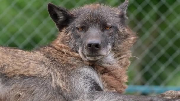 Европейский Волк Лежащий Земле Птичнике Зоопарка Расслабляется Смотрит Камеру Видео — стоковое видео