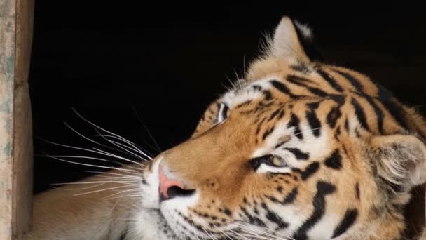 Hermoso Tigre Bengala Yace Aviario Animal Está Descansando Depredador Peligroso — Vídeos de Stock
