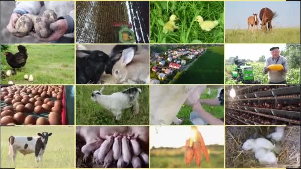 Zvířata Rostliny Sklizeň Obrazovka Pohyblivými Videi Životě Starého Zkušeného Farmáře — Stock video