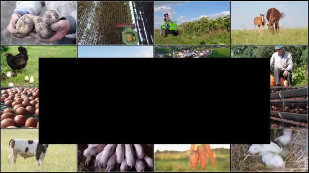 ディスプレイ効果を持つビデオコラージュ 農業のトピックに関する多くのビデオ付きの画面 農業植物 — ストック動画