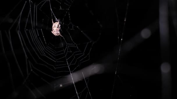 捕食のクモが獲物を探している 恐ろしい灰色のクモが黒い背景のウェブ上のウェブ上で這う — ストック動画