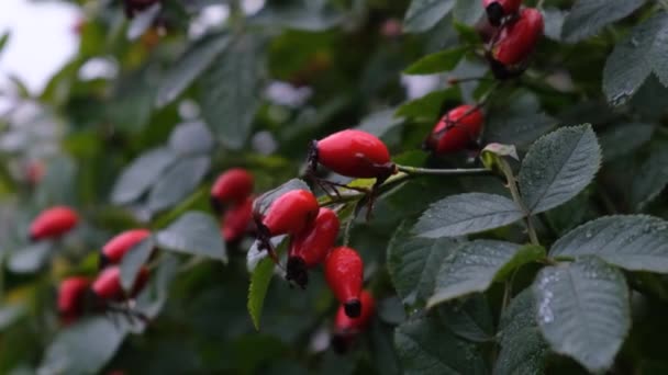 Red Pods Rose Hips Green Bush Bush Red Berries Vitamin — Stock Video
