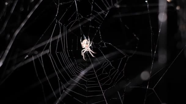 포식하는 마리가 바탕에 거미줄에 있습니다 할로윈이요 동물의 — 비디오