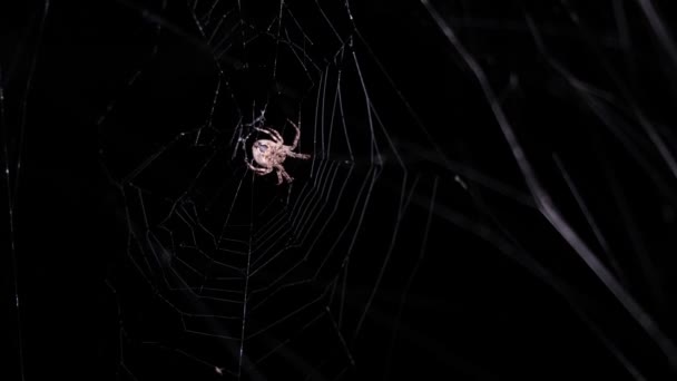 Μια Τρομακτική Αράχνη Σέρνεται Έναν Ιστό Στο Φόντο Μιας Σκοτεινής — Αρχείο Βίντεο