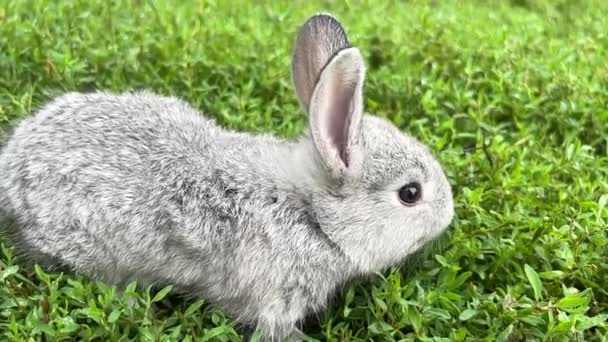 一只灰色的小兔子正在吃嫩绿色的草 放牧家畜的行为 蓬松的兔子 — 图库视频影像