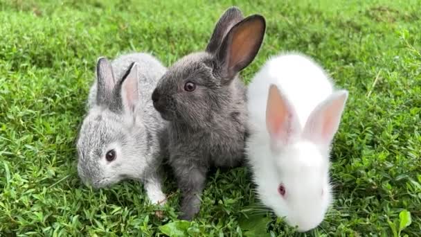 牧草地の真ん中にある緑の草の上に若いウサギの放牧のグループ 国内ウサギ ウサギ飼育場 — ストック動画