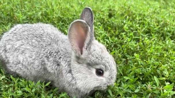 小さな灰色のウサギは若い緑の草に放牧されています 家畜の放牧 ふわふわベニー — ストック動画