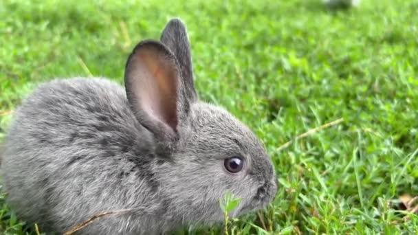 小さな灰色と白のウサギが牧草地の緑の芝生の上に座り おいしく食べます ウサギ飼育場 — ストック動画