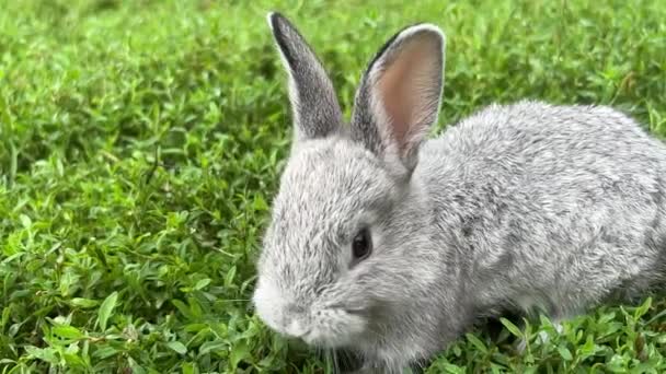 若い緑の芝生の美しい背景にかわいい灰色のウサギの肖像画 イースターバニー 可愛いですビデオとともにペット — ストック動画