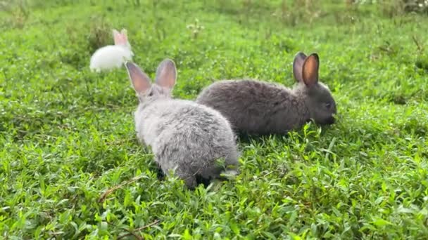 Group Young Rabbits Run Graze Green Grass Middle Meadow Sunny — Stock Video