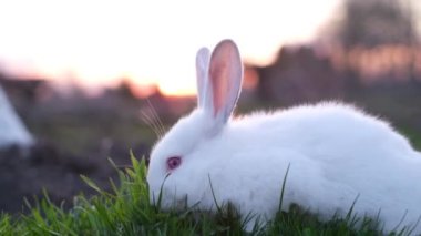 Açık havada ot yiyen beyaz tavşanların videosu. Yan profil. Önplan