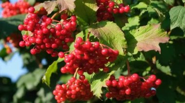 Rüzgardaki kırmızı viburnum meyveleri. Kırmızı viburnum böğürtlen koleksiyonu. Sonbahar hasadı. Güneşli açık bir gün. Kırmızı dutlu Bush