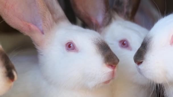 Група Білих Кроликів Клітці Фермі Промислове Розведення Кроликів Сільській Місцевості — стокове відео