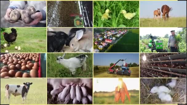 Kollage Inom Jordbruket Människor Som Arbetar Inom Jordbruk Djurhållning Samt — Stockvideo