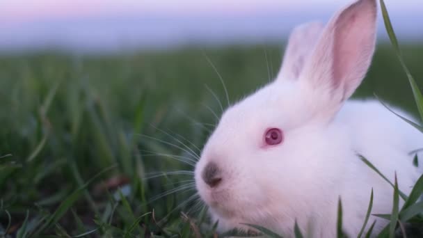 Кролик Сидить Траві Кроликова Голова Альбінос — стокове відео