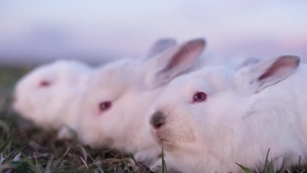 Grupp Små Vita Kaniner Sitter Unga Gröna Gräs Små Kaniner — Stockvideo