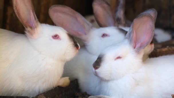 Familj Vita Kaniner Gård Moderkanin Med Vuxna Kaniner Uppfödning Kaniner — Stockvideo