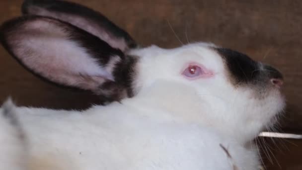 Frightened White Rabbit Red Eyes Shaking Fear Rabbits Cage Farm — Stock Video