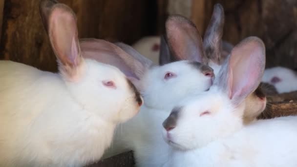 Çiftlikteki Bir Kafeste Beyaz Tavşanlar Kırsal Bölgelerde Endüstriyel Tavşan Yetiştiriciliği — Stok video