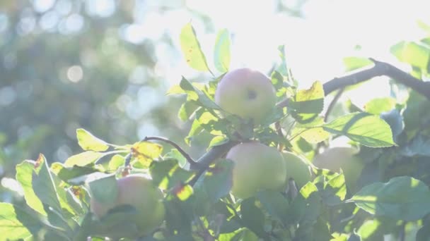 Maçãs Maduras Galho Árvore Jardim Colheita Frutos Outono Frutos Ecologicamente — Vídeo de Stock