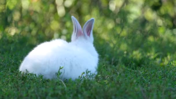 一只可爱的小白兔正在绿色的草坪上吃草 夏天阳光明媚 兔子在户外吃草 园中的复活节兔子 — 图库视频影像