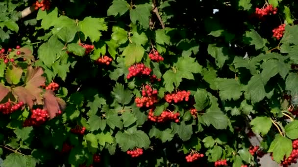 Vacker Buske Med Röda Viburnum Bär Ett Stort Viburnum Träd — Stockvideo