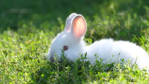 Küçük Sevimli Beyaz Bir Tavşan Yeşil Bir Çayırda Çimen Kemiriyor — Stok video