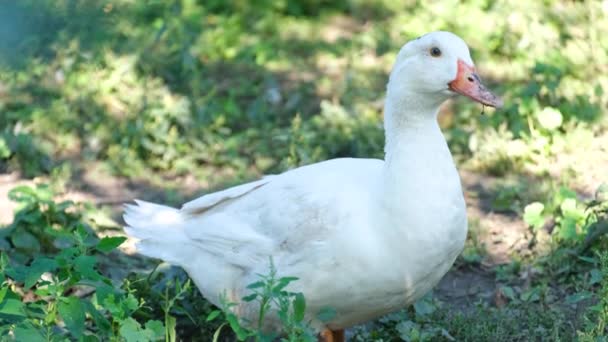 Eine Große Weiße Ente Auf Grünem Gras Blick Einer Ente — Stockvideo