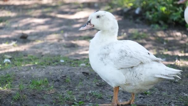 Pato Branco Uma Fazenda Fica Olha Para Lente Câmera Vídeo — Vídeo de Stock
