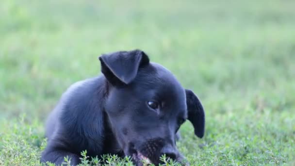 Krásný Malý Černý Pes Okusuje Kost Zatímco Leží Zelené Trávě — Stock video