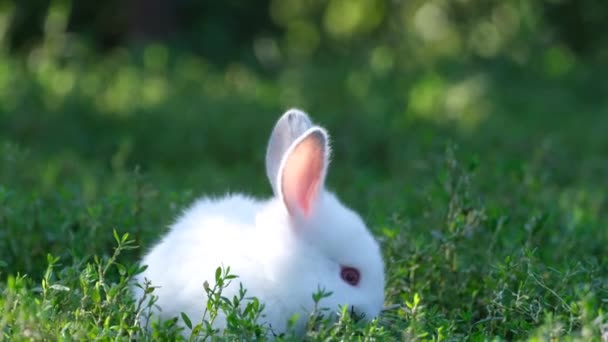 一只年轻可爱的白兔在花园里的高高的草地上玩耍 一个美丽的兔子 4K视频 — 图库视频影像