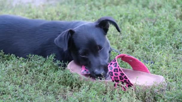 一只黑狗在玩室内拖鞋 一只宠物损坏鞋子 4K视频 — 图库视频影像