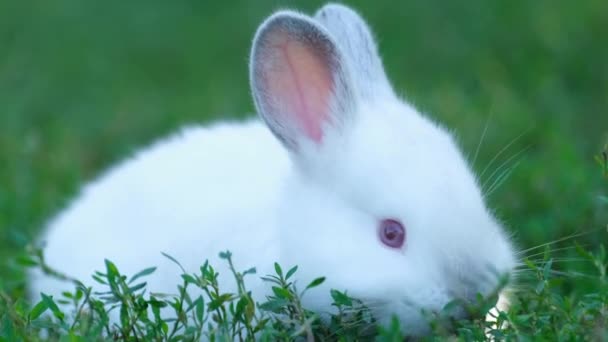 夏天花园里绿草丛中的小白兔 夏天的一天兔子在绿草上 — 图库视频影像