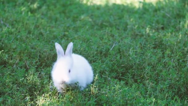 庭の緑の芝生の上で美しい小さな白いウサギが走っています 美しいウサギだ 4Kビデオ — ストック動画